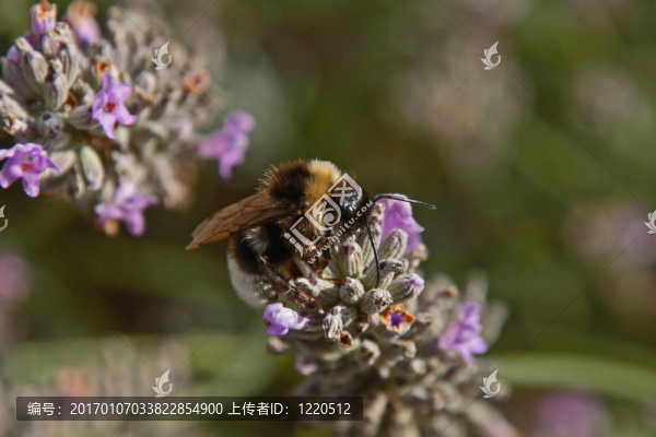 蜜蜂