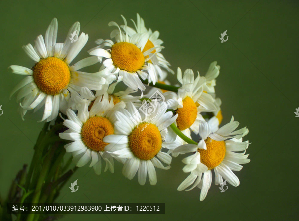 camomiles