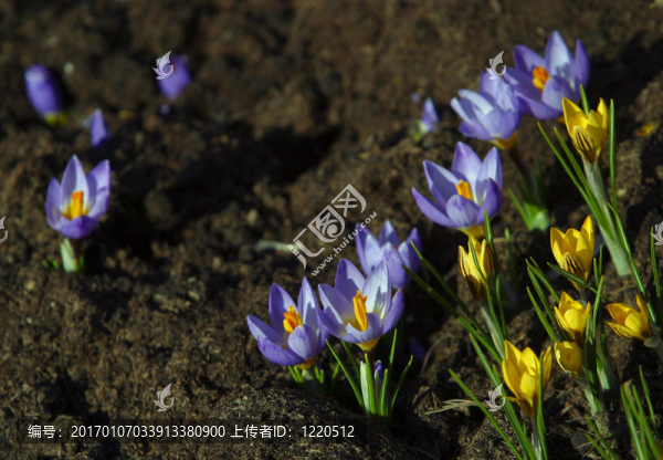 雪花蓮