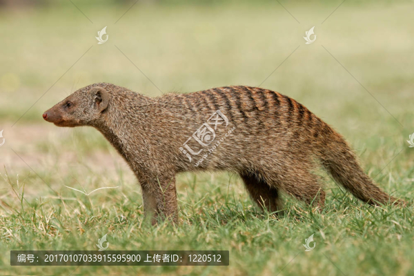 非洲獴