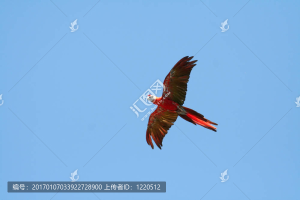 緋紅金剛鸚鵡飛離開