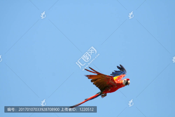 猩紅色的金剛鸚鵡在飛行