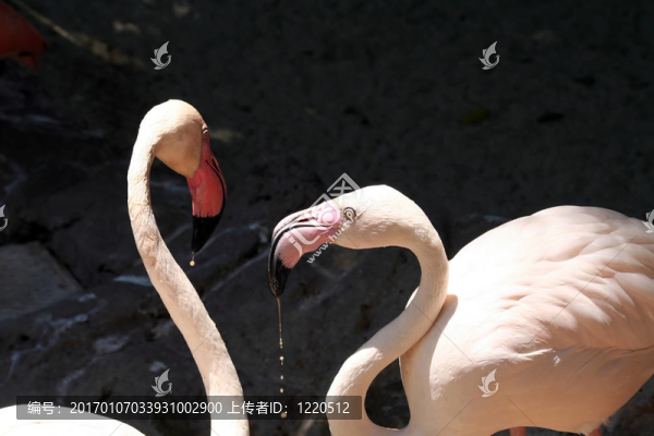 兩火烈鳥喝