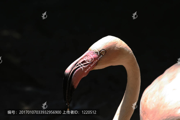 火烈鳥喝特寫