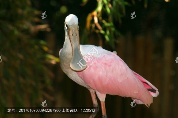 Roseate,Spoonbill的臉