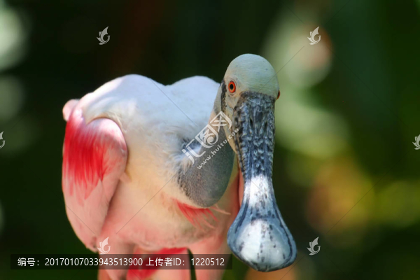 Roseate,Spoonbill；關(guān)