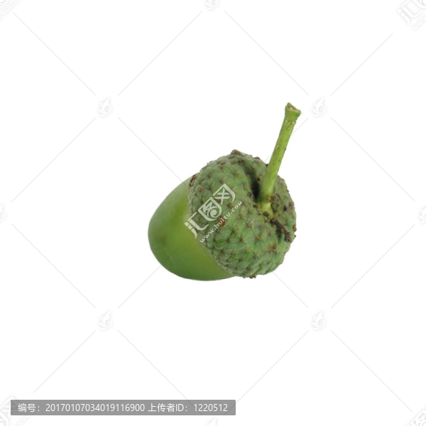 在白色背景下的橡子