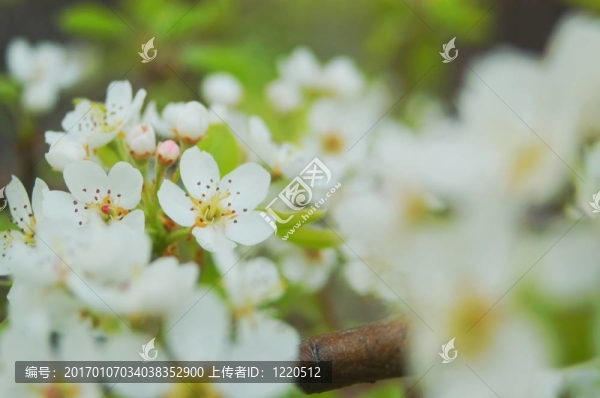 梨花