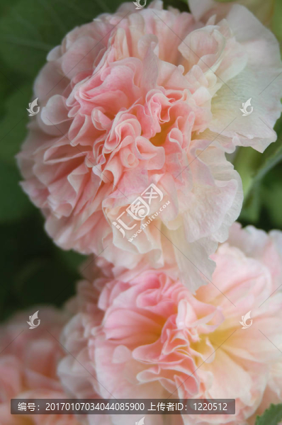 桃的蜀葵