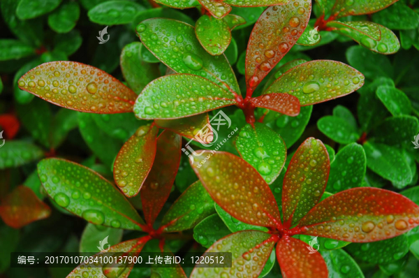 雨中的紅色尖葉