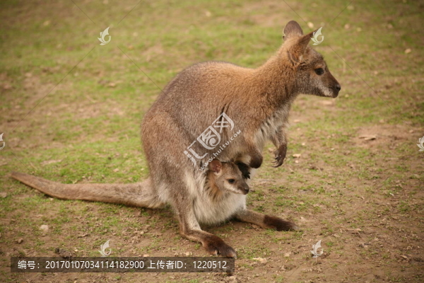 袋鼠寶寶