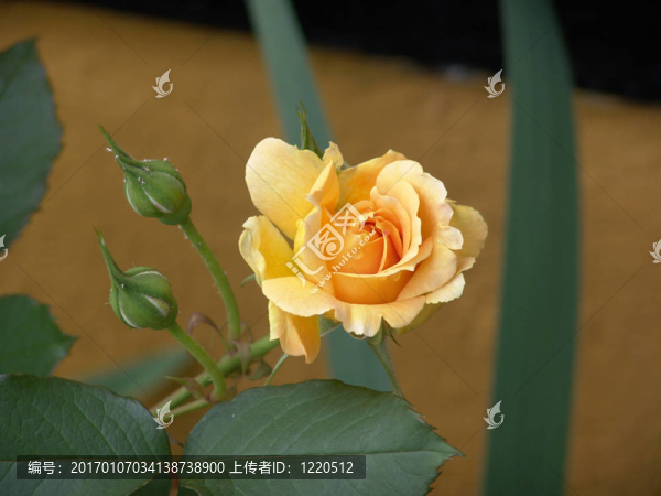 黃色的玫瑰帶著花蕾和一滴眼淚