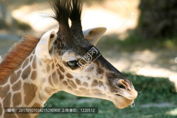 長(zhǎng)頸鹿的頭