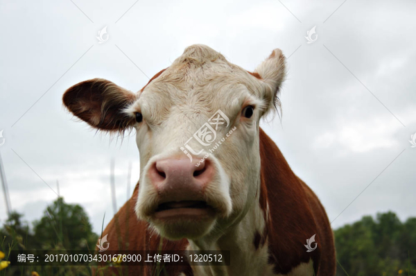 幽默的牛II