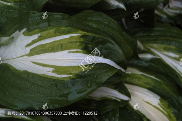 玉簪葉雨