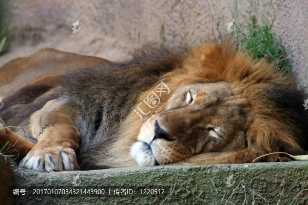 獅子sleping
