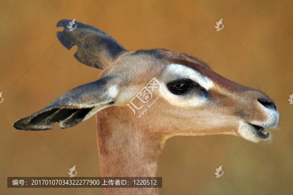 Gerenuk的頭