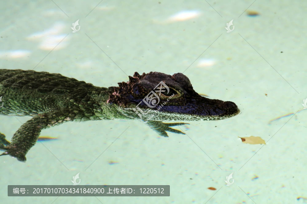 鱷魚寶寶