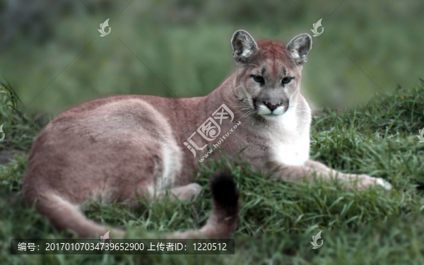 獅子山
