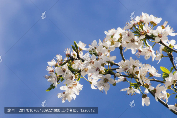 春季開花03