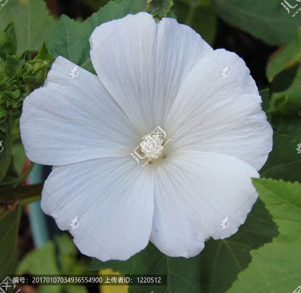 白色的花葵屬