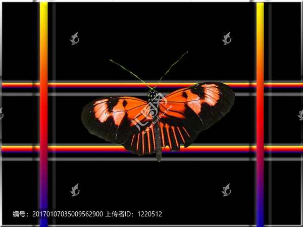 蝴蝶；顏色；Rai