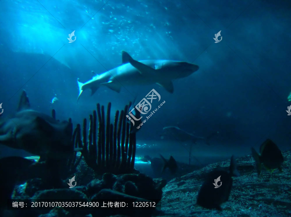 鯊魚