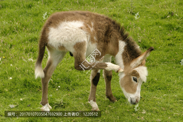 小驢兒