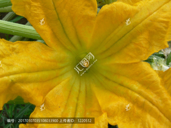 zucchini_flower01