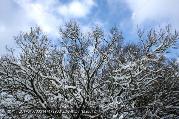 白雪覆蓋的