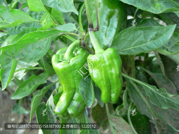 green_peppers01