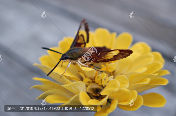 蜂鳥蛾