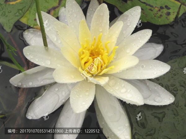 水百合