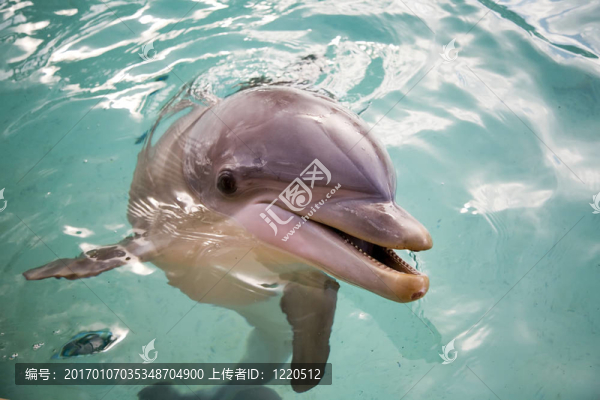 海豚