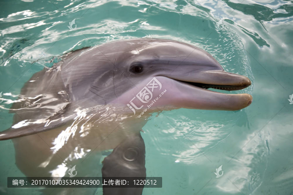 海豚