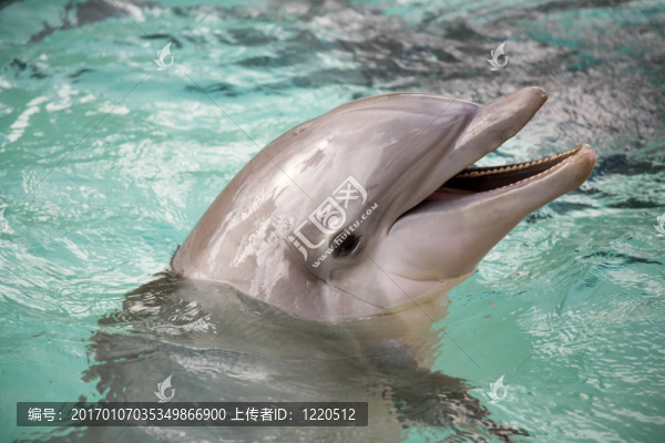海豚
