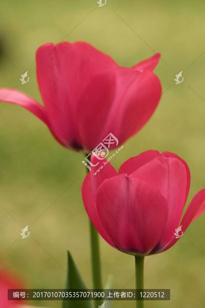 Flowers在一個(gè)領(lǐng)域