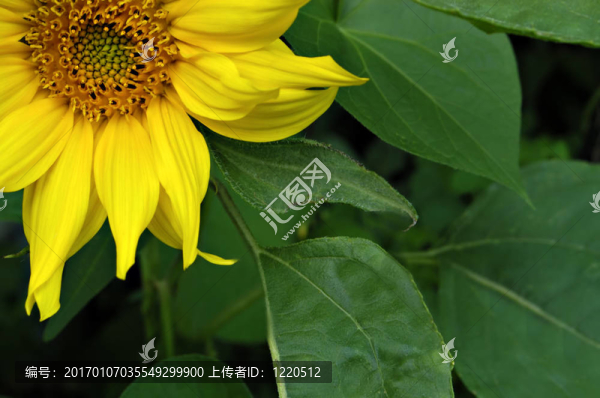 向日葵的角落