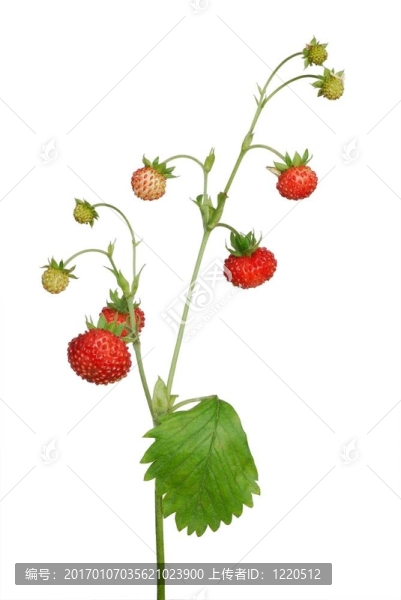 野草莓