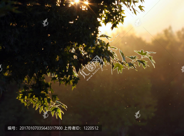 夜晚的森林