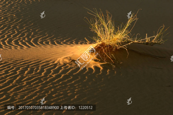 草和沙丘