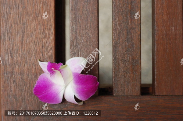 Orchidea花