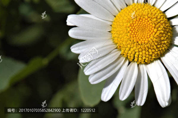 雛菊