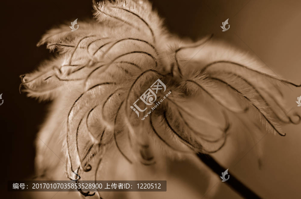 鐵線蓮死烏賊