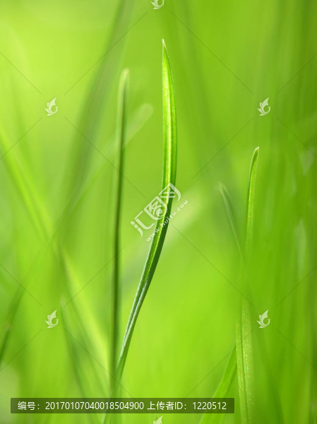綠色的草