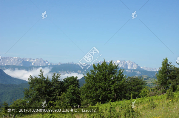 綠色的田野