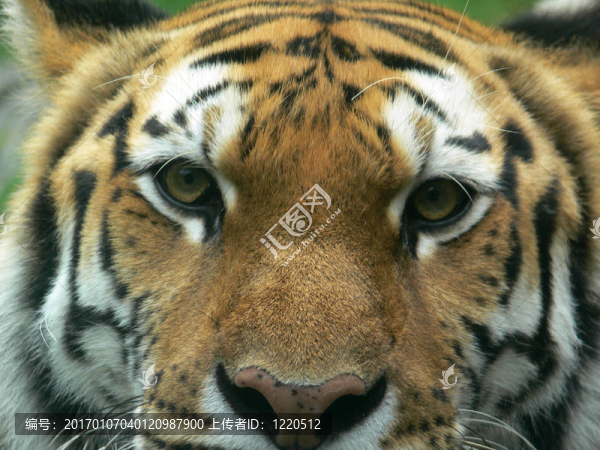 tiger02