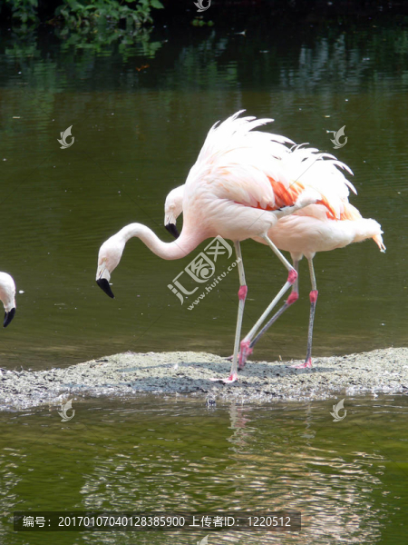 flamingos02