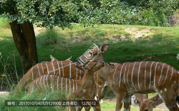 nyala04