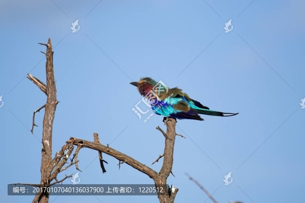 紫胸羅爾